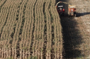 Еврокомиссия разрешит выращивать вредную для здоровья кукурузу