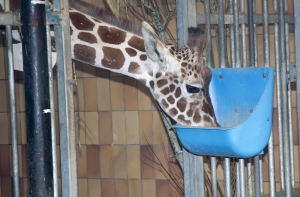 Жираф из датского зоопарка избежал усыпления