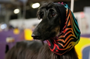 Выставка собак Westminster Kennel Club 2014