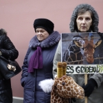 В Риге состоялся пикет против убийства жирафа Мариуса (ФОТО, ВИДЕО)