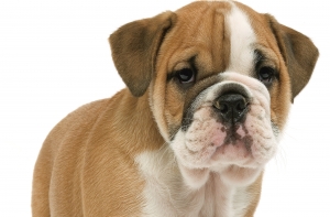 В Royal Canin Dino Arena - бесплатные консультации ветеринаров