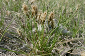 В Латвии обнаружен новый вид растения