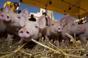 РФ: Латвия должна сократить популяцию кабанов