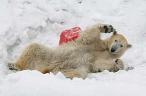 В немецком зоопарке скончался медведь, пообедавший кожаной курткой