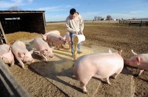 Правительство выделило миллион на профилактику африканской свиной чумы