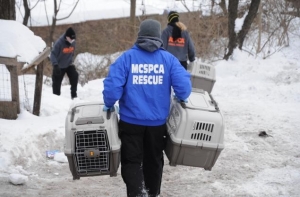 Копы Нью-Йорка спасли 3 тысячи петухов