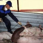 Из-за запрета России латвийские свиноводы могут потерять 13 млн. евро