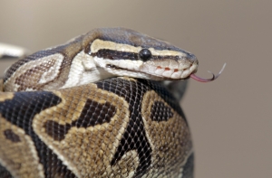 Ведущий National Geographic умер от укуса змеи (ВИДЕО)