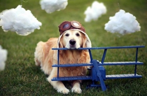 Лайнер едва не разбился из-за щенка