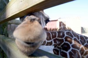 Жираф из зоопарка Копенгагена убит и пойдет на мясо