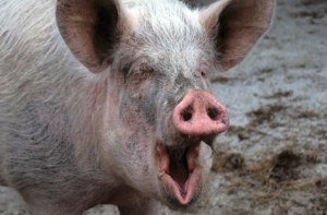 Норвежского фермера осудили за то, что он уморил свиней