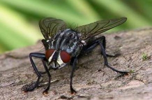 Австралийцы будут бороться с мухами с помощью выведенных особей-«гомосексуалистов»