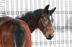 Казахстанский участковый прошел 20 метров с жеребенком на спине