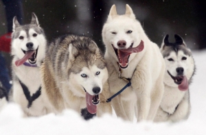 В Нальчике украли собак на 100 тысяч рублей