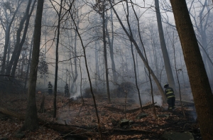 В Латвии начались обширные лесные пожары
