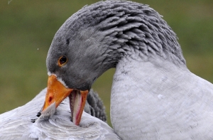 Минобороны: проект «Птицы в Адажи» не в нашей компетенции (АУДИО)