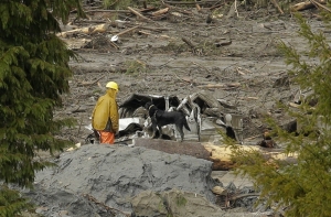 В результате схода оползня в штате Вашингтон погибли 26 человек