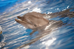 Россия вооружится боевыми дельфинами