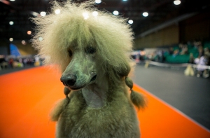 Кипсала приглашает на выставку животных Pet Ekspo 2014