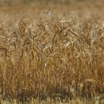 Более половины озимых в Латвии придется пересевать