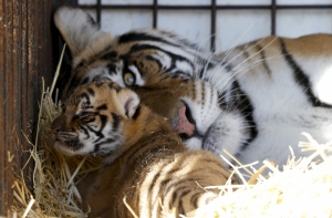 В Крыму новорожденных тигрят назвали Референдум и Весна