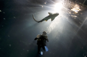 Австралию атаковали акулы-убийцы