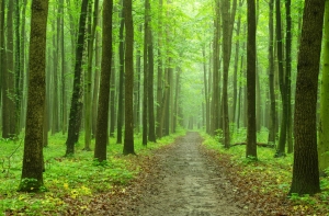 Популярный порносайт занялся посадкой деревьев