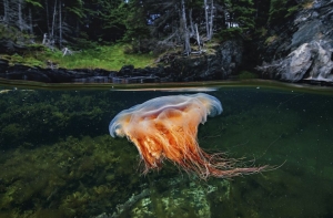 Лучшие фотографии National Geographic за прошедший месяц