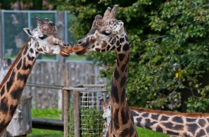 Зоопарк: весной животные похожи на бомжей