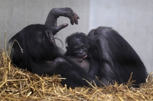 Блогер: США во время войны в Ираке использовали макак и цыплят