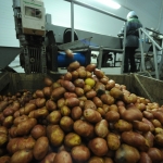 Россия забраковала украинский картофель