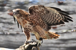 Ватикан завел ястреба – защищать голубей