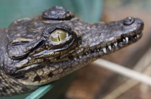 В саратовской колонии с заключенными живет настоящий крокодил Гена