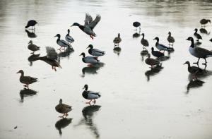 Латвийские дайверы займутся очисткой Слокского карьера