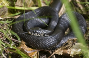 В Латвии активизировались змеи