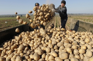 Врачи сочли картофель полезнее фруктов и орехов