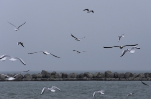 Мост через Керченский пролив построят китайские компании