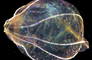 В океане нашли инопланетное желе