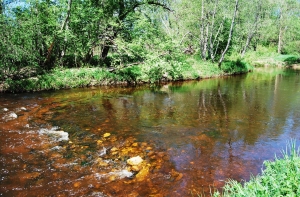 В пруду утонул 34-летний мужчина