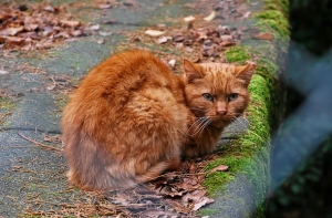 В Цюрихе запретят держать в доме больше одного кота