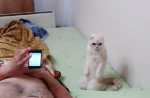 Видео с кошкой, слушающей гимн России, стало хитом YouTube (ВИДЕО)
