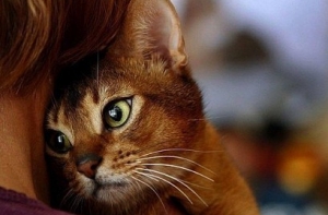 Ученые: владельцы кошек умнее, чем владельцы собак