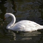 В Бельгии при попытке спасти лебедя погибли два водолаза