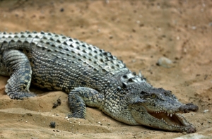 Крокодила чуть не раздавила 120-килограммовая дама