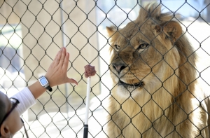 В Бразилии из питомника исчез девятилетний лев