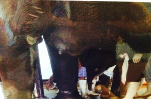 Рижская слониха родила малыша в Японии