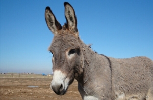 В зоопарке Тбилиси подружились самка носорога и осел