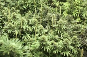 В Италии конфисковано 43 тонны марихуаны