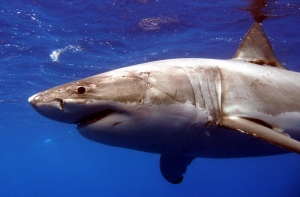 У берегов Австралии засняли гигантского монстра, пожирающего акул (ВИДЕО)