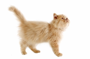 Мужчина разрезал свой пикап, чтобы спасти котенка (ВИДЕО)